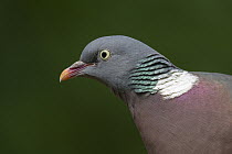 Common Wood-pigeon (Columba palumbus), Utrecht, Netherlands