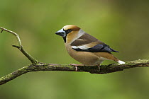 Hawfinch (Coccothraustes coccothraustes) male, Utrecht, Netherlands