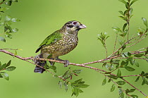 Spotted Catbird (Ailuroedus melanotis), Queensland, Australia