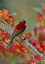 Crimson Sunbird (Aethopyga siparaja) male, Darjeeling, India