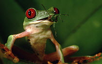 Red-eyed Tree Frog (Agalychnis callidryas) swallowing grasshopper, Panama