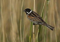 Reed Bunting (Emberiza schoeniclus) male, Mecklenburg-Vorpommern, Germany
