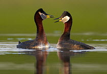 Red-necked Grebe (Podiceps grisegena) pair courting, Mecklenburg-Vorpommern, Germany