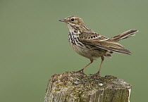 Meadow Pipit (Anthus pratensis), Schleswig-Holstein, Germany