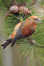 Red Crossbill (Loxia curvirostra) male feeding on pine cone seeds, Bergen, Norway