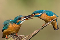 Common Kingfisher (Alcedo atthis) pair exchanging fish during courtship, Saxony-Anhalt, Germany