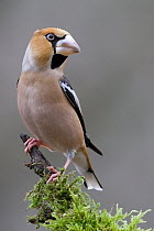 Hawfinch (Coccothraustes coccothraustes), Saxony-Anhalt, Germany
