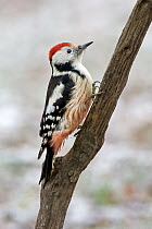 Middle Spotted Woodpecker (Dendrocopos medius), Saxony-Anhalt, Germany