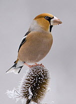 Hawfinch (Coccothraustes coccothraustes), Saxony-Anhalt, Germany