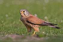 Eurasian Kestrel (Falco tinnunculus) male, Saxony-Anhalt, Germany