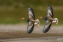 Greylag Goose (Anser anser) pair flying, Saxony-Anhalt, Germany