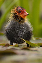 Coot (Fulica atra) chick, North Rhine-Westphalia, Germany