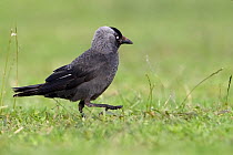 Eurasian Jackdaw (Corvus monedula), Saxony-Anhalt, Germany