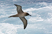 Light-mantled Albatross (Phoebetria palpebrata) flying, Antarctica
