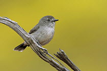 Chestnut-rumped Thornbill (Acanthiza uropygialis), New South Wales, Australia