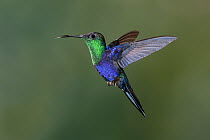 Violet-crowned Woodnymph (Thalurania colombica) hummingbird flying, Costa Rica