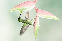 Green-crowned Brilliant (Heliodoxa jacula) hummingbird feeding on flower nectar, Costa Rica