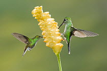 Green-crowned Brilliant (Heliodoxa jacula) hummingbird pair feeding on flower nectar, Costa Rica