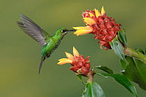 Green-crowned Brilliant (Heliodoxa jacula) hummingbird feeding on ginger flower nectar, Costa Rica