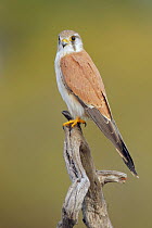 Australian Kestrel (Falco cenchroides), Western Australia, Australia