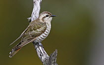 Horsfield's Bronze-Cuckoo (Chrysococcyx basalis), Victoria, Australia