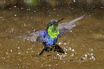 Violet-crowned Woodnymph (Thalurania colombica) hummingbird bathing, Costa Rica