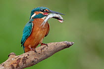 Common Kingfisher (Alcedo atthis) juvenile with fish prey, Saxony-Anhalt, Germany