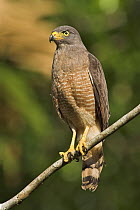 Roadside Hawk (Buteo magnirostris), Costa Rica