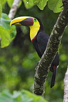 Chestnut-mandibled Toucan (Ramphastos swainsonii), Costa Rica