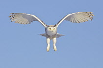 Snowy Owl (Nyctea scandiaca) juvenile female flying, Ontario, Canada