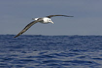 Shy Albatross (Thalassarche cauta) flying, South Australia, Australia