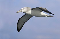Shy Albatross (Thalassarche cauta) flying, South Australia, Australia