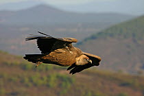 Griffon Vulture (Gyps fulvus) flying, Extremadura, Spain