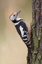 Middle Spotted Woodpecker (Dendrocopos medius), Saxony, Germany