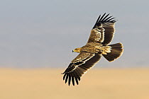Imperial Eagle (Aquila heliaca) flying, Oman