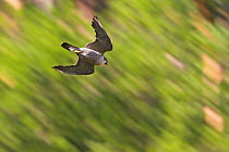 Peregrine Falcon (Falco peregrinus) hunting, Rhineland-Palatinate, Germany