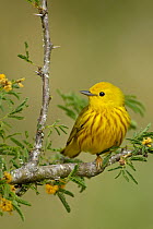 American Yellow Warbler (Setophaga aestiva), Texas
