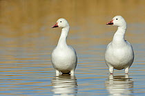 Snow Goose (Chen caerulescens) pair in shallow water, New Mexico