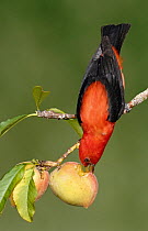 Scarlet Tanager (Piranga olivacea) male feeding on fruit, Texas