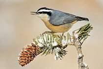 Red-breasted Nuthatch (Sitta canadensis) calling, New Mexico