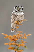 Northern Hawk Owl (Surnia ulula), Minnesota