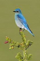 Mountain Bluebird (Sialia currucoides) male, Montana