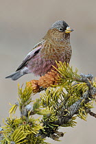 Grey-crowned Rosy-Finch (Leucosticte tephrocotis), New Mexico