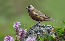 Grey-crowned Rosy-Finch (Leucosticte tephrocotis), Alaska