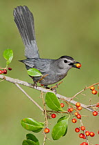 Gray Catbird (Dumetella carolinensis) feeding on berries, Texas