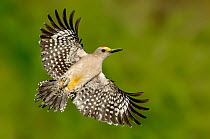 Golden-fronted Woodpecker (Melanerpes aurifrons) flying, Texas