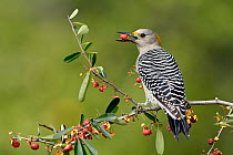 Golden-fronted Woodpecker (Melanerpes aurifrons) feeding on berries, Texas