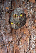 Eastern Screech Owl (Megascops asio) chicks in nest cavity, Texas