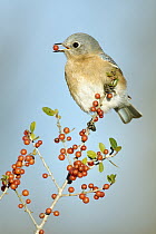 Eastern Bluebird (Sialia sialis) feeding on berries, Texas