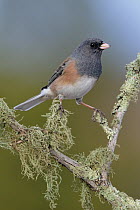 Pink-sided Junco (Junco hyemalis mearnsi), New Mexico